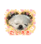 癒されスタンプ！！愛犬きんたん編（個別スタンプ：2）