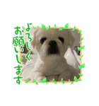 癒されスタンプ！！愛犬きんたん編（個別スタンプ：6）