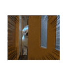 癒されスタンプ！！愛犬きんたん編（個別スタンプ：7）