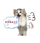 @レオン（個別スタンプ：1）
