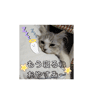 @レオン（個別スタンプ：4）
