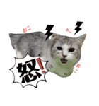 @レオン（個別スタンプ：6）