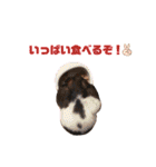 ルルイチコタマニウユ（個別スタンプ：1）