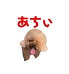 ルルイチコタマニウユ（個別スタンプ：5）