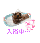 ルルイチコタマニウユ（個別スタンプ：10）