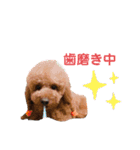 ルルイチコタマニウユ（個別スタンプ：13）