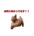 ルルイチコタマニウユ（個別スタンプ：14）