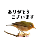 日本の可愛い野鳥たち（個別スタンプ：1）