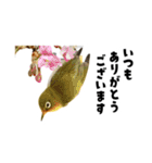 日本の可愛い野鳥たち（個別スタンプ：3）
