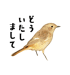 日本の可愛い野鳥たち（個別スタンプ：4）