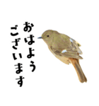 日本の可愛い野鳥たち（個別スタンプ：5）