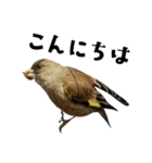 日本の可愛い野鳥たち（個別スタンプ：6）