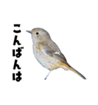 日本の可愛い野鳥たち（個別スタンプ：7）