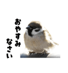 日本の可愛い野鳥たち（個別スタンプ：8）