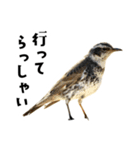 日本の可愛い野鳥たち（個別スタンプ：9）