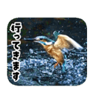日本の可愛い野鳥たち（個別スタンプ：10）