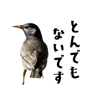 日本の可愛い野鳥たち（個別スタンプ：11）