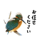 日本の可愛い野鳥たち（個別スタンプ：12）