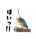 日本の可愛い野鳥たち（個別スタンプ：13）