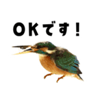 日本の可愛い野鳥たち（個別スタンプ：14）