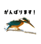 日本の可愛い野鳥たち（個別スタンプ：15）