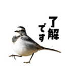 日本の可愛い野鳥たち（個別スタンプ：16）