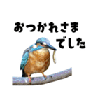 日本の可愛い野鳥たち（個別スタンプ：18）