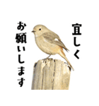 日本の可愛い野鳥たち（個別スタンプ：20）