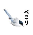 日本の可愛い野鳥たち（個別スタンプ：21）