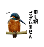 日本の可愛い野鳥たち（個別スタンプ：24）