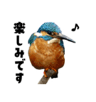 日本の可愛い野鳥たち（個別スタンプ：26）