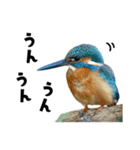 日本の可愛い野鳥たち（個別スタンプ：27）
