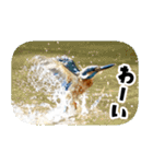 日本の可愛い野鳥たち（個別スタンプ：30）