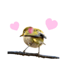 日本の可愛い野鳥たち（個別スタンプ：31）