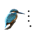 日本の可愛い野鳥たち（個別スタンプ：32）
