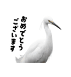 日本の可愛い野鳥たち（個別スタンプ：33）