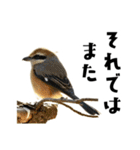 日本の可愛い野鳥たち（個別スタンプ：35）