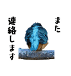 日本の可愛い野鳥たち（個別スタンプ：36）