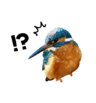 日本の可愛い野鳥たち（個別スタンプ：37）