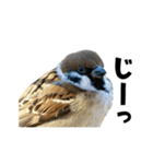 日本の可愛い野鳥たち（個別スタンプ：38）