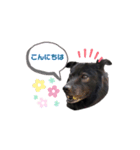 黒い犬のくうちゃん【☆実写版☆】（個別スタンプ：1）