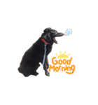 黒い犬のくうちゃん【☆実写版☆】（個別スタンプ：2）