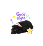 黒い犬のくうちゃん【☆実写版☆】（個別スタンプ：3）