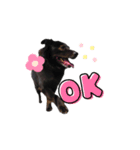 黒い犬のくうちゃん【☆実写版☆】（個別スタンプ：4）