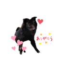 黒い犬のくうちゃん【☆実写版☆】（個別スタンプ：5）