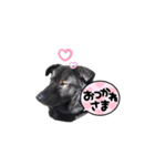 黒い犬のくうちゃん【☆実写版☆】（個別スタンプ：7）