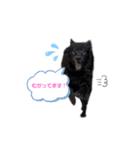 黒い犬のくうちゃん【☆実写版☆】（個別スタンプ：9）
