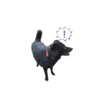 黒い犬のくうちゃん【☆実写版☆】（個別スタンプ：11）
