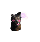 黒い犬のくうちゃん【☆実写版☆】（個別スタンプ：16）