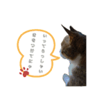ちゃちゃまる！あれ？もめんともなか？！（個別スタンプ：2）